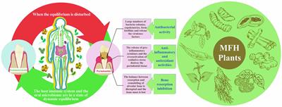 “Medicine food homology” plants promote periodontal health: antimicrobial, anti-inflammatory, and inhibition of bone resorption